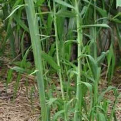 Timeline: Giant Reed-Trinity Hubbard