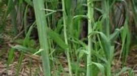 Timeline: Giant Reed-Trinity Hubbard