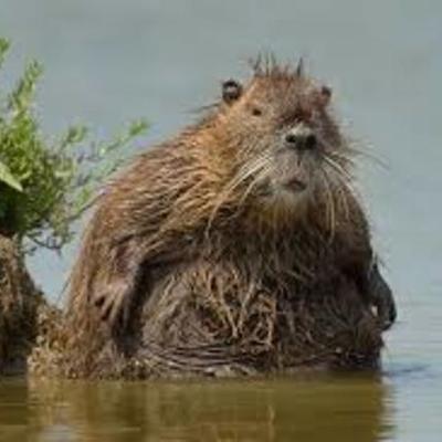 Timeline: nutira-corban raley