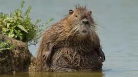 Timeline: nutira-corban raley