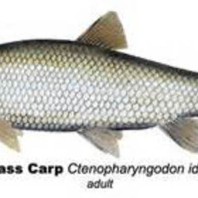 Timeline: Grass Carp - Hillary Simmons