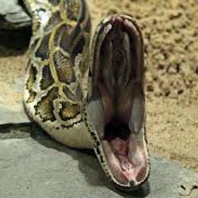 Timeline: burmese python