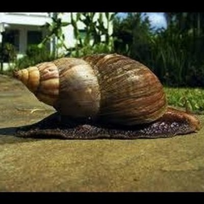 Timeline: giant AFRICAN LAND SNAIL