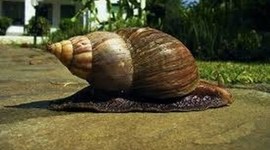 Timeline: giant AFRICAN LAND SNAIL