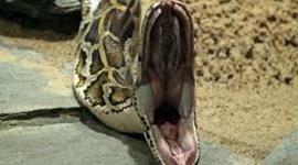Timeline: burmese python