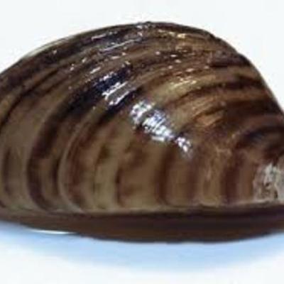 Timeline: The Zebra Mussel Invades Lakes