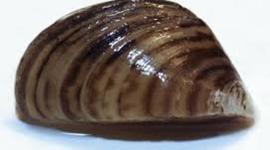 Timeline: The Zebra Mussel Invades Lakes