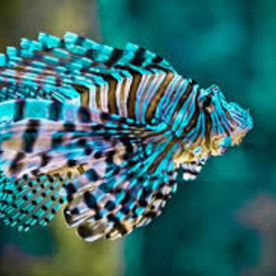 Timeline: lionfish