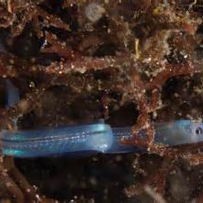 Timeline: kellynn_ European Eel