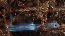 Timeline: kellynn_ European Eel