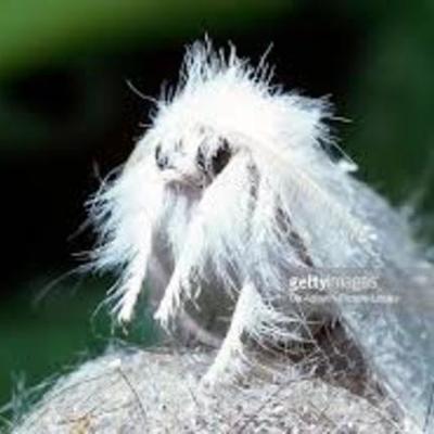 Timeline: Eurpean Gypsy moth