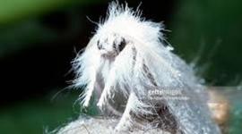 Timeline: Eurpean Gypsy moth