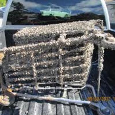 Timeline: the defensive mussel