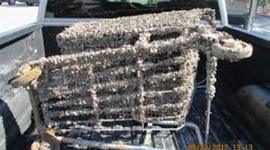 Timeline: the defensive mussel