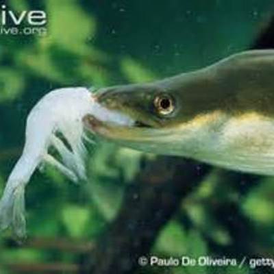 Timeline: european eel / kayden l
