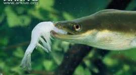 Timeline: european eel / kayden l