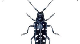 Timeline: ASIAN long horned bettle