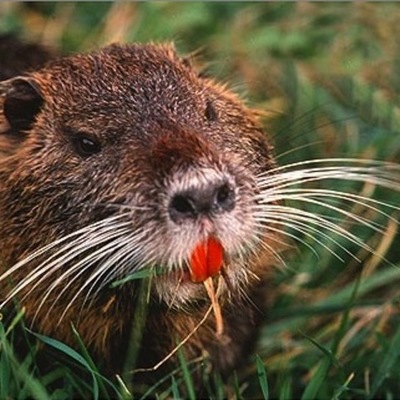 Timeline: nutria killed trees