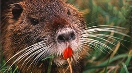 Timeline: nutria killed trees