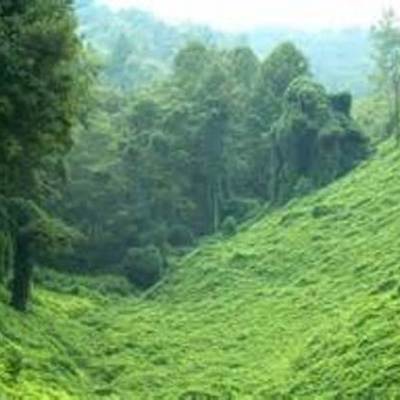 Timeline: Kudzu Vine takes over the nation.