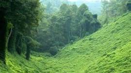 Timeline: Kudzu Vine takes over the nation.