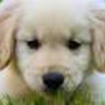 Timeline: Melissa TimeLine