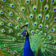 Peacock1