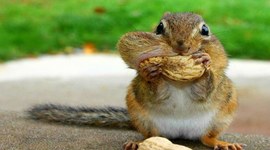 Timeline: Body Farm - Daniela Mirabal (Osteologist), Tyler Stroud (Meteorologist), Joseph Tanner (Entomologist)