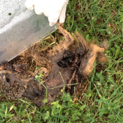 Timeline: Darrel Death by Decomposition