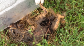 Timeline: Darrel Death by Decomposition