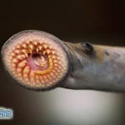 Timeline: Environmental Changes Due To The Sea Lamprey