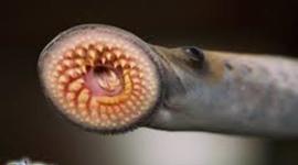 Timeline: Environmental Changes Due To The Sea Lamprey