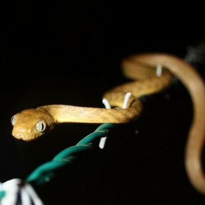 Timeline: Brown Tree Snake
