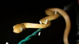 Timeline: Brown Tree Snake