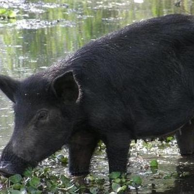 Timeline: The hairy Pigs