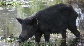 Timeline: The hairy Pigs