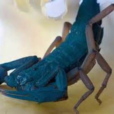 Timeline: The bark with a Tail