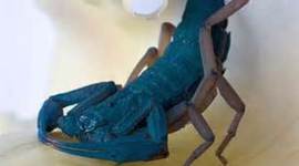 Timeline: The bark with a Tail