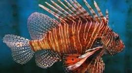 Timeline: Stripes of Venom