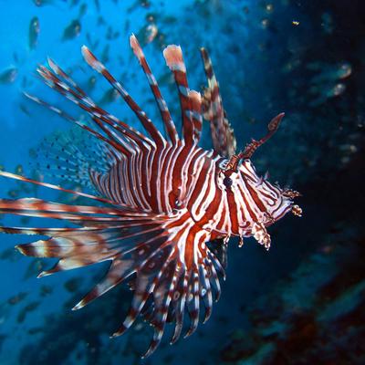 Timeline: The Red Lionfish: An Invasive Beast
