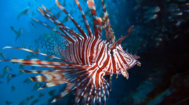 Timeline: The Red Lionfish: An Invasive Beast