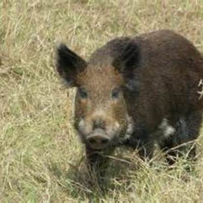 Timeline: All About Feral Pigs