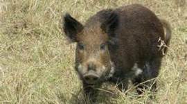 Timeline: All About Feral Pigs