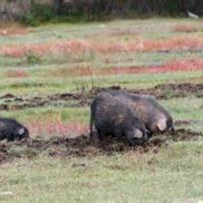 Timeline: Wild Hogs Invade the U.S.A