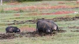 Timeline: Wild Hogs Invade the U.S.A