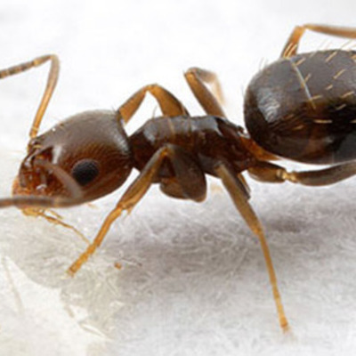 Timeline: The Rover Ant project