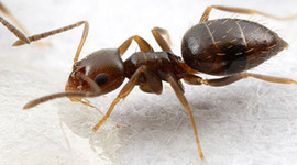 Timeline: The Rover Ant project