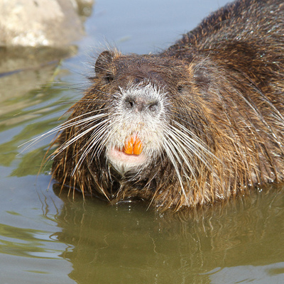 Timeline: Nutria Rat facts