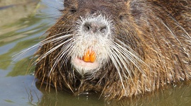 Timeline: Nutria Rat facts