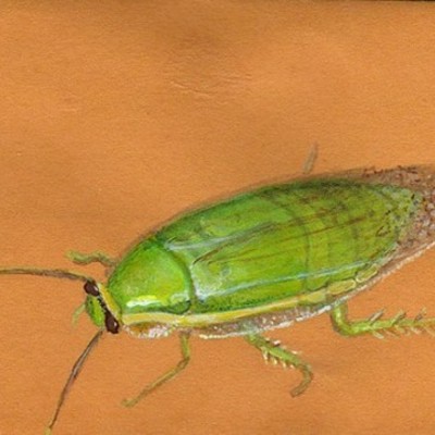 Timeline: That's Not a Normal Green Banana